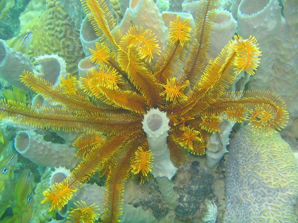 Sunset Bay Club & Seaside Dive Resort Salisbury Bagian luar foto